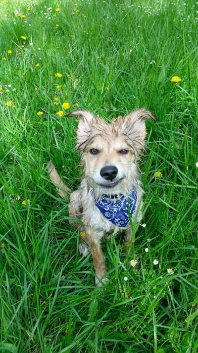 Die Dogorama-Wochen-Challenge "Die schönste Grimasse"-Beitrag-Bild