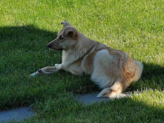 Auslandstierschutz-Beitrag-Bild