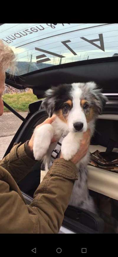 Welpen Bilder !-Beitrag-Bild