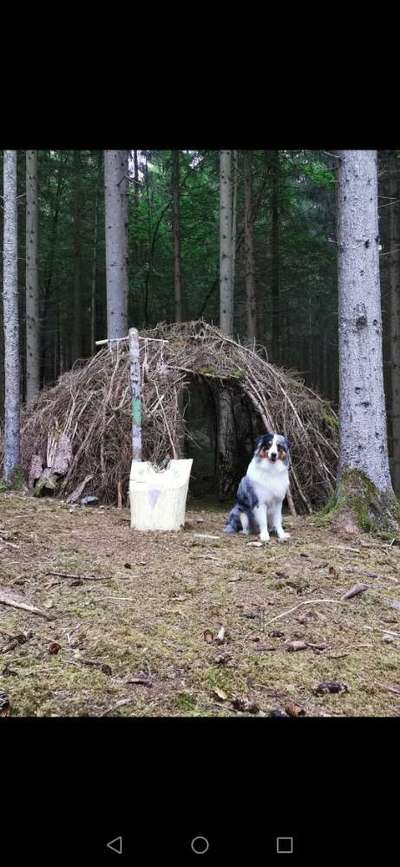 Die wunderschöne Welt mit Hund.-Beitrag-Bild