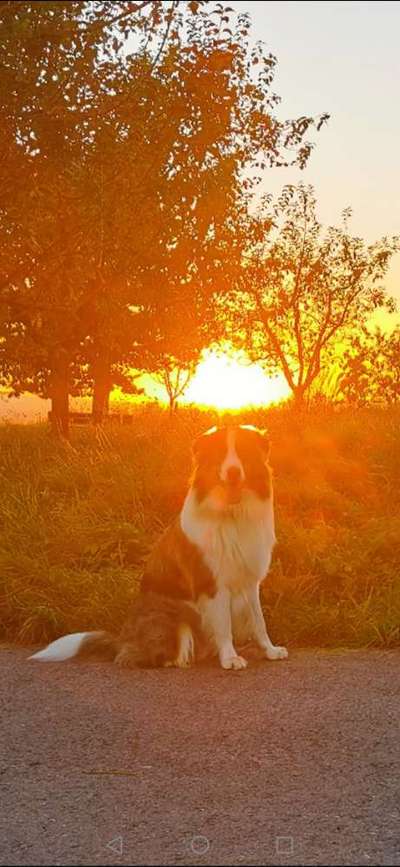 Die wunderschöne Welt mit Hund.-Beitrag-Bild