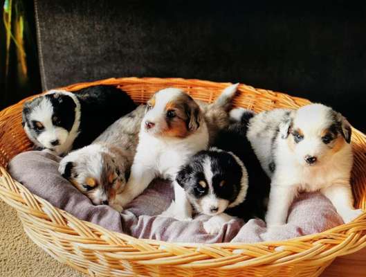 Welpen Bilder !-Beitrag-Bild