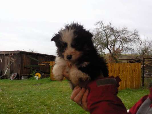 Welpen Bilder !-Beitrag-Bild