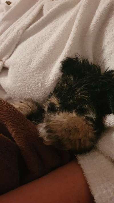 Die Dogorama Kalender Challenge Titelbild-Beitrag-Bild