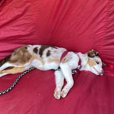 Hundetreffen-Gassi Runde zum kennenlernen und sozialisieren-Bild
