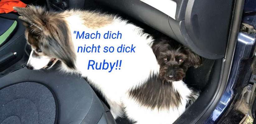 Bester Freund, Hundekumpel - zeigt her!-Beitrag-Bild