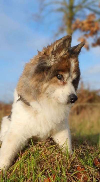 Wie "jung" haben sich eure Hunde gehalten ?-Beitrag-Bild