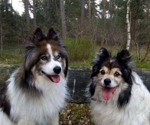 Bester Freund, Hundekumpel - zeigt her!-Beitrag-Bild