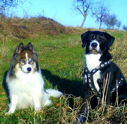 Bester Freund, Hundekumpel - zeigt her!-Beitrag-Bild