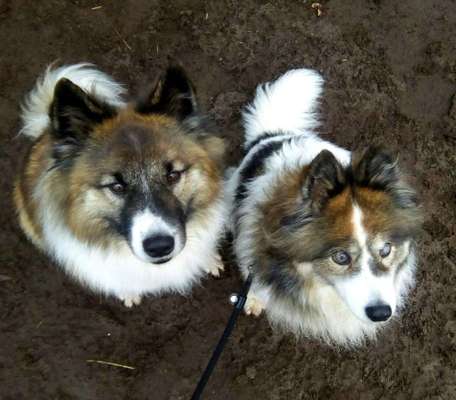 Bester Freund, Hundekumpel - zeigt her!-Beitrag-Bild