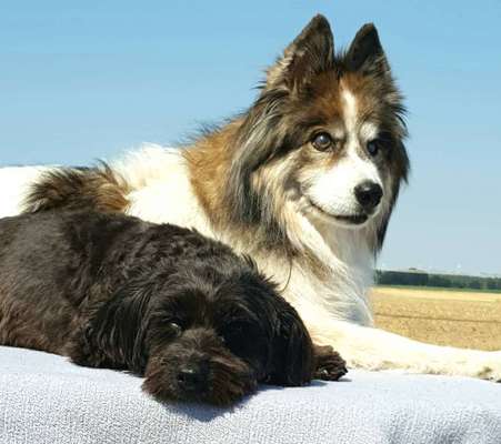 Bester Freund, Hundekumpel - zeigt her!-Beitrag-Bild