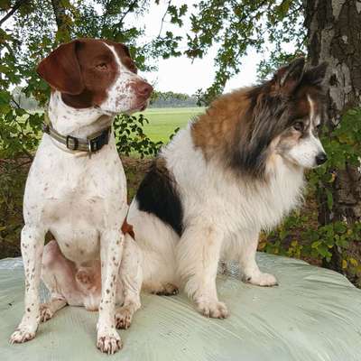 Bester Freund, Hundekumpel - zeigt her!-Beitrag-Bild
