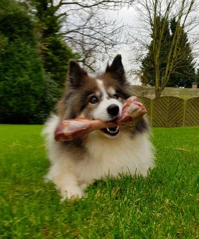 Zeige das lustigste Bild eures Hundis-Beitrag-Bild