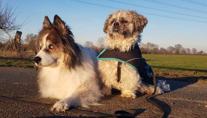 Bester Freund, Hundekumpel - zeigt her!-Beitrag-Bild