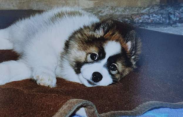 Welpen Bilder !-Beitrag-Bild