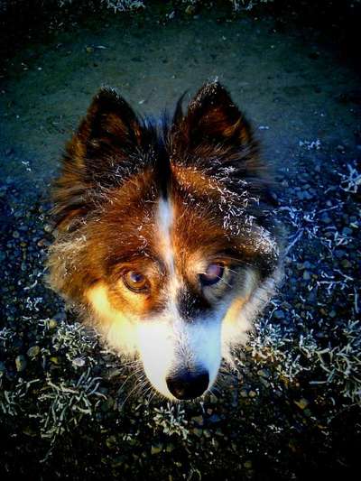 Zeige das lustigste Bild eures Hundis-Beitrag-Bild