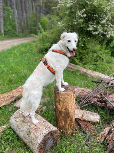Podencomischling oder Podenco-Beitrag-Bild