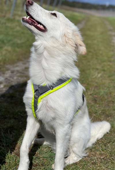 Auslandstierschutz-Beitrag-Bild