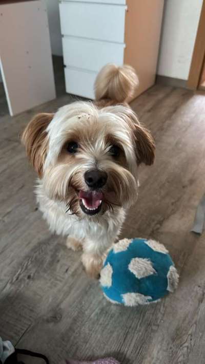Hundetreffen-Spielrunde, Hundetreffen in Bautzen-Bild