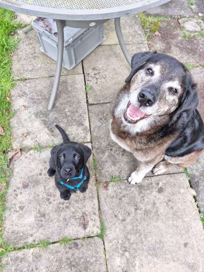 Wie groß waren eure welpen ?-Beitrag-Bild