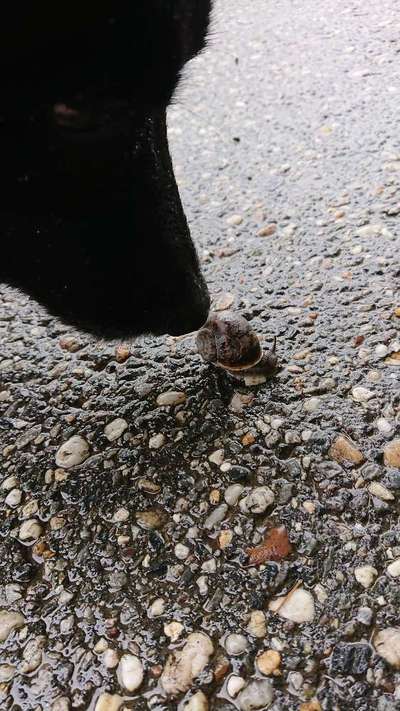 Die Dogorama Kalender Challenge Titelbild-Beitrag-Bild