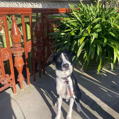 Hundetreffen-Training/Spielrunde/Unterstützung-Bild