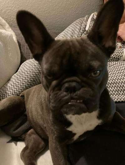 grumpy dog 😅-Beitrag-Bild