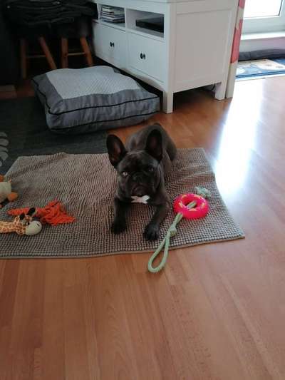 Rassen und ihre Eigenschaften-Beitrag-Bild