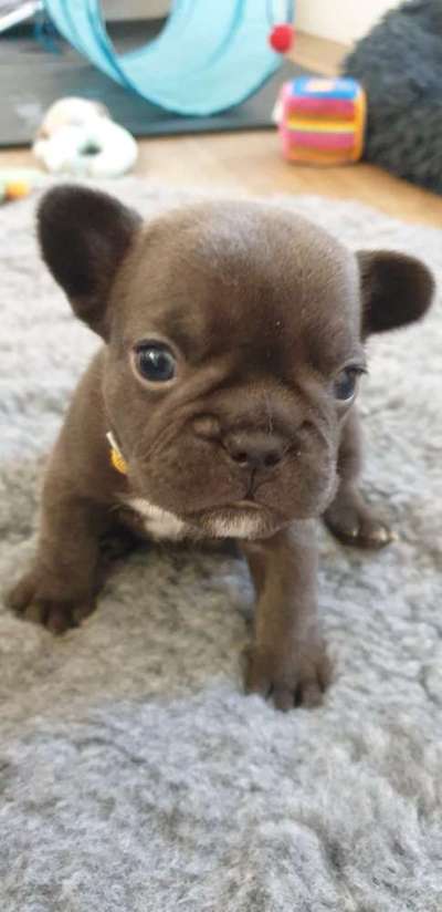 Das erste Bild eures Hundes-Beitrag-Bild