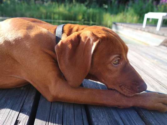 Dein Hund im Dogorama-Kalender 2021-Beitrag-Bild