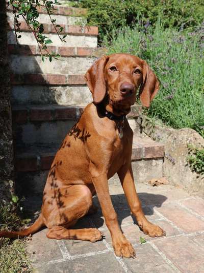 Dein Hund im Dogorama-Kalender 2021-Beitrag-Bild