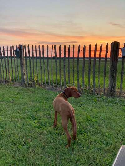 Dein Hund im Dogorama-Kalender 2021-Beitrag-Bild