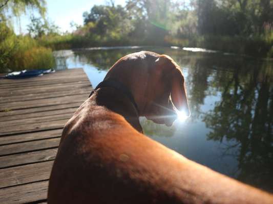 Dein Hund im Dogorama-Kalender 2021-Beitrag-Bild