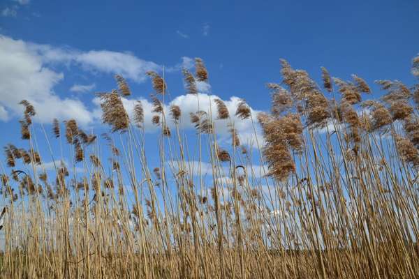 Reha / Kur Klinik mit Hund-Beitrag-Bild