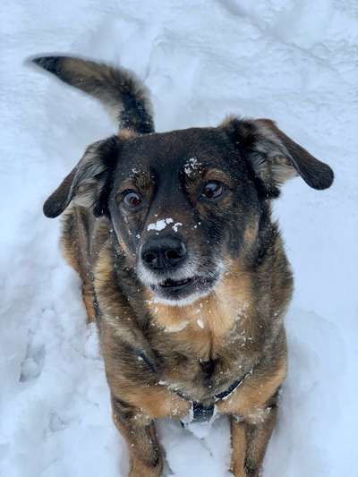 Hundetreffen-Biete Betreuung und Gassi gehen an-Bild