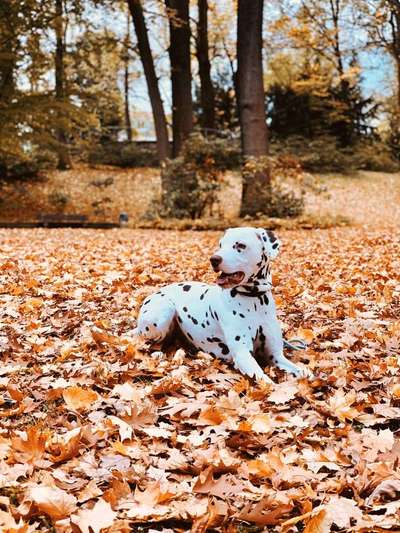 Dein Hund im Dogorama-Kalender 2021-Beitrag-Bild
