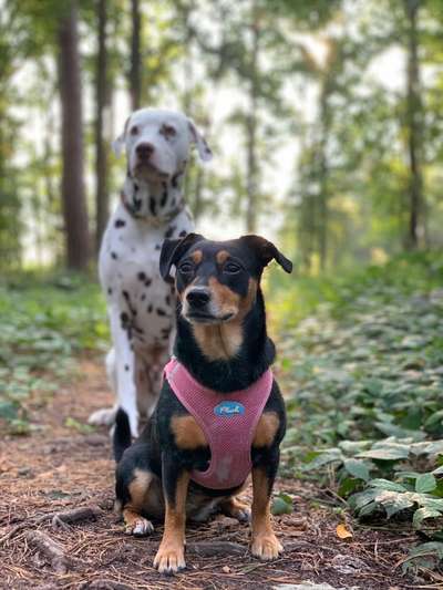 Hundetreffen-Biete Betreuung & Gassi gehen an-Bild