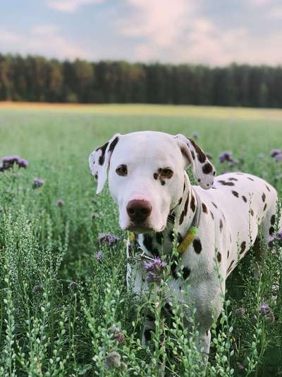 Dein Hund im Dogorama-Kalender 2021-Beitrag-Bild