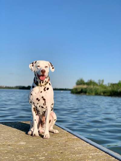 Dogorama-Monats-Challenge-Mai "Wasser"-Beitrag-Bild