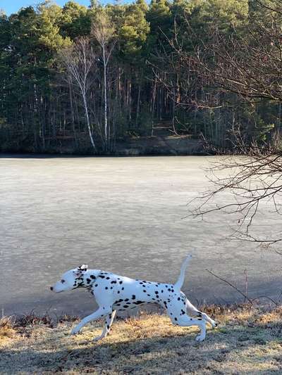 Dein Hund im Dogorama-Kalender 2021-Beitrag-Bild