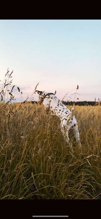 Dein Hund im Dogorama-Kalender 2021-Beitrag-Bild