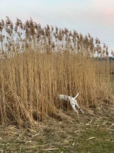 Dein Hund im Dogorama-Kalender 2021-Beitrag-Bild