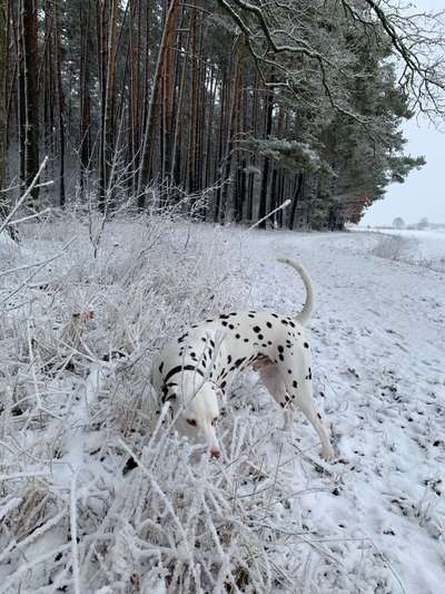 Dein Hund im Dogorama-Kalender 2021-Beitrag-Bild
