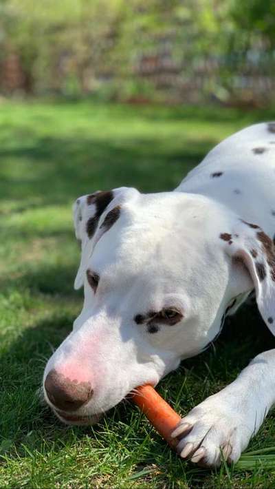 Dein Hund im Dogorama-Kalender 2021-Beitrag-Bild