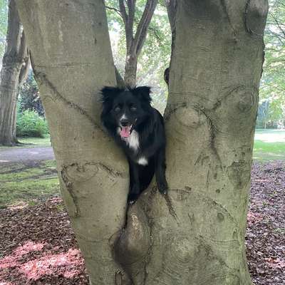 Hundetreffen-Suche neue Freunde/Trainingspartner-Bild