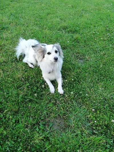 Auslandstierschutz-Beitrag-Bild