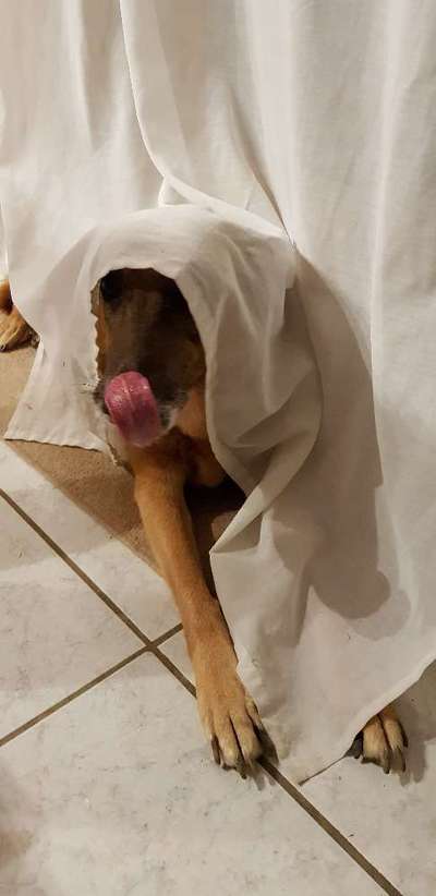 Lustige Bilder-Beitrag-Bild