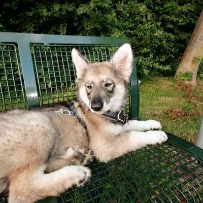 Die Dogorama Kalender Challenge Teil 3/4-Beitrag-Bild