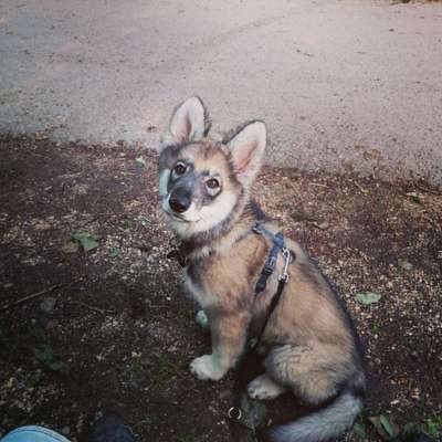 Seltene Rassen!-Beitrag-Bild