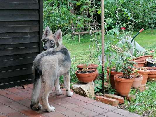 Wolfhunde Besitzer TWH oder SWH hier?-Beitrag-Bild